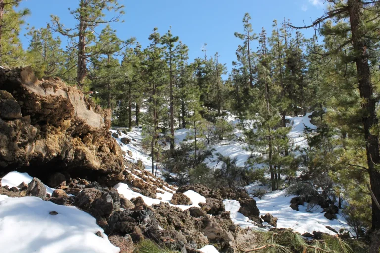 [Aggregator] Downloaded image for imported item #154187