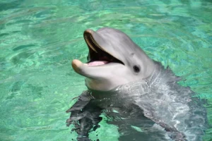 [Aggregator] Downloaded image for imported item #155921