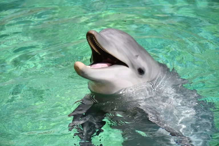 [Aggregator] Downloaded image for imported item #155921