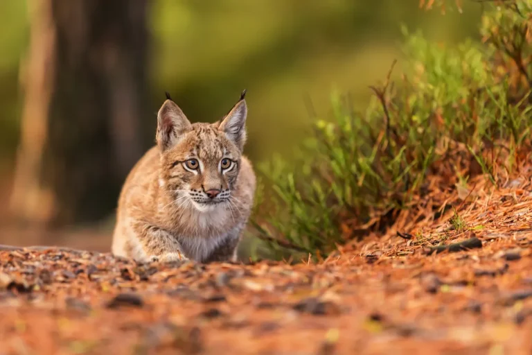 [Aggregator] Downloaded image for imported item #157088