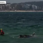 [Aggregator] Downloaded image for imported item #157085