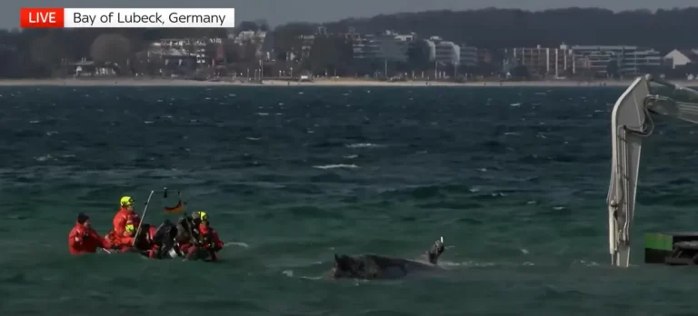 [Aggregator] Downloaded image for imported item #157085