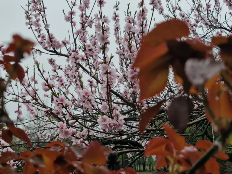 [Aggregator] Downloaded image for imported item #158443