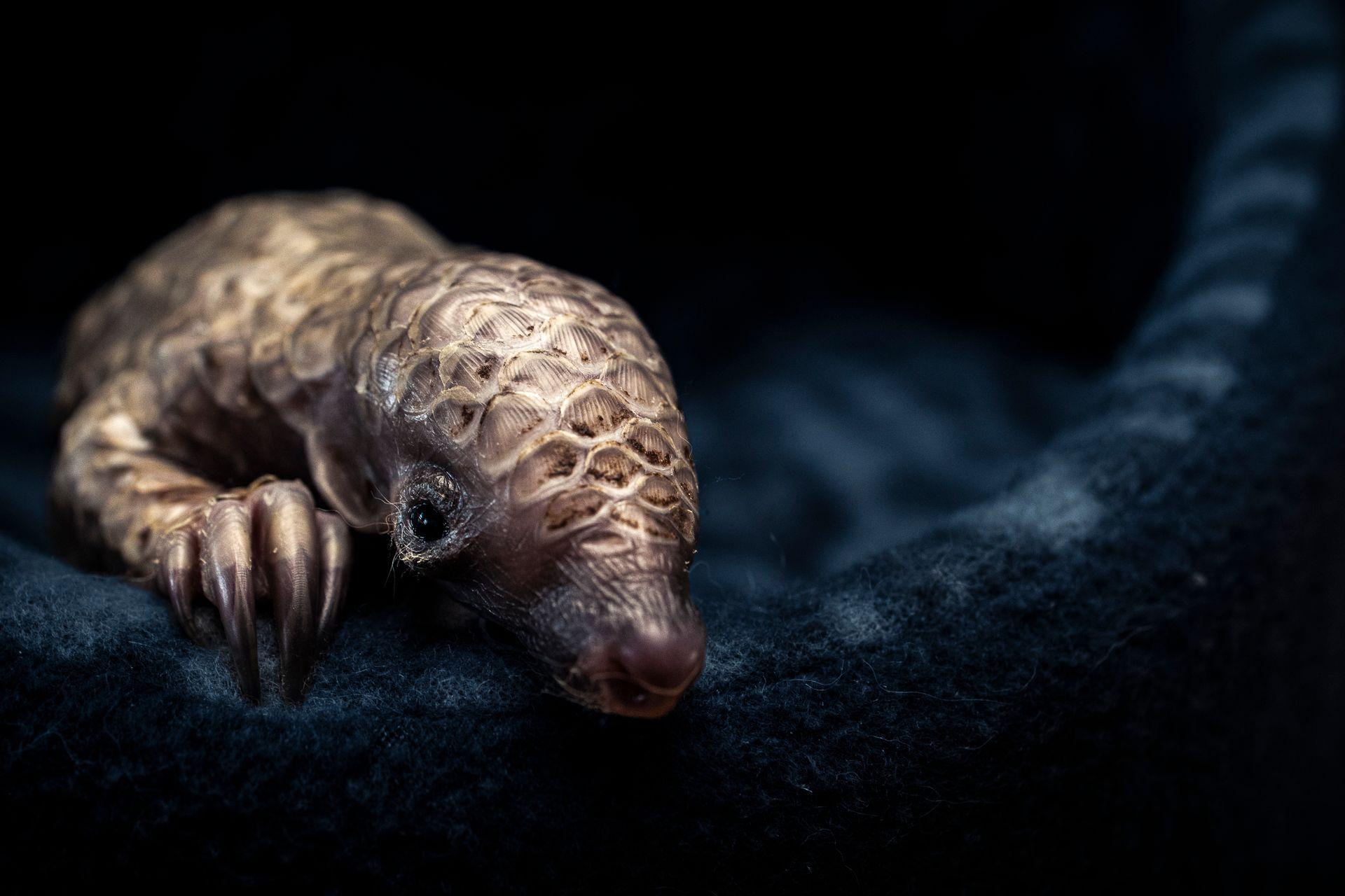 Mali pangolin