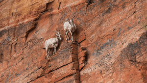 [Aggregator] Downloaded image for imported item #151245