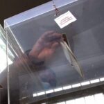 [Aggregator] Downloaded image for imported item #159530