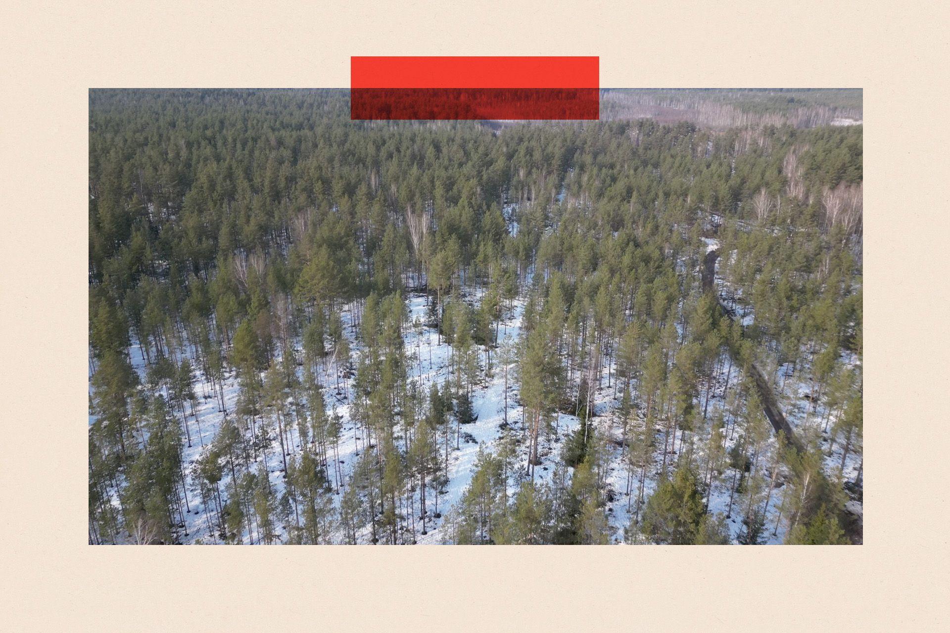 predeo sa drvećem prekriven snegom