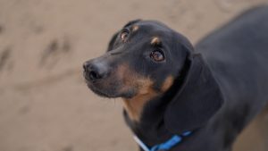 [Aggregator] Downloaded image for imported item #157479