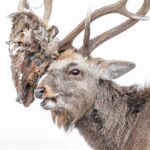 [Aggregator] Downloaded image for imported item #156414