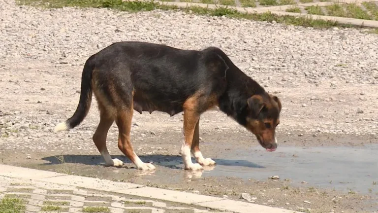 [Aggregator] Downloaded image for imported item #153265