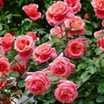 [Aggregator] Downloaded image for imported item #154456