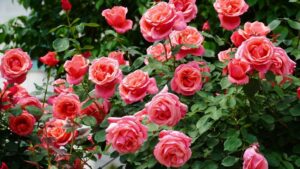 [Aggregator] Downloaded image for imported item #154456