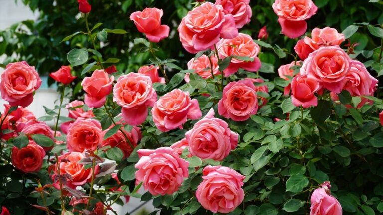 [Aggregator] Downloaded image for imported item #154456