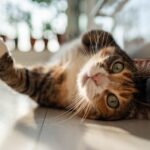 [Aggregator] Downloaded image for imported item #158961