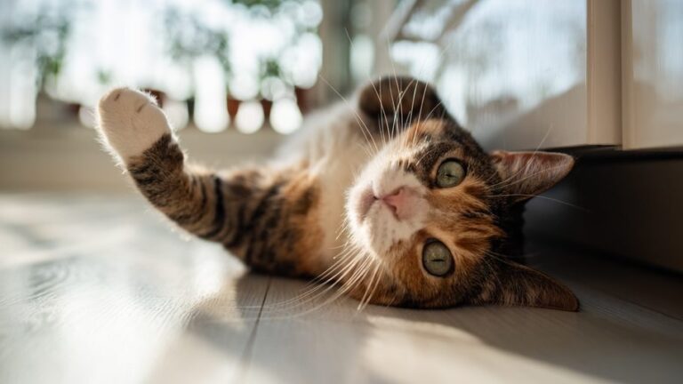 [Aggregator] Downloaded image for imported item #158961