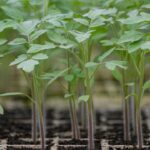 [Aggregator] Downloaded image for imported item #158276