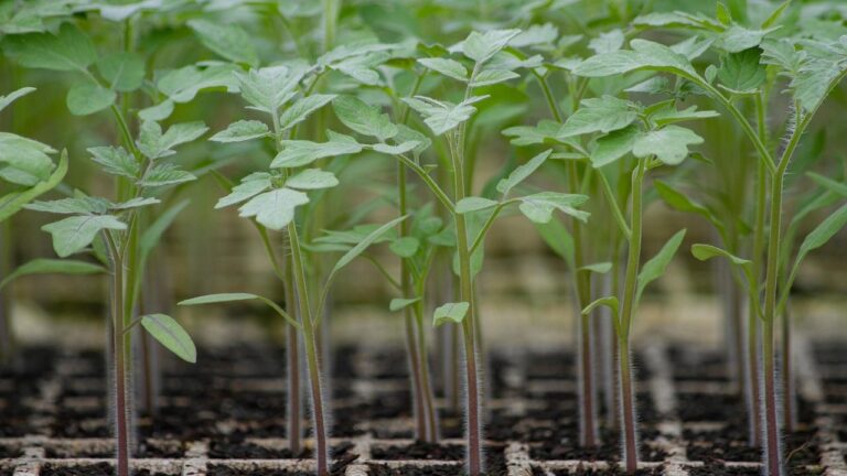 [Aggregator] Downloaded image for imported item #158276