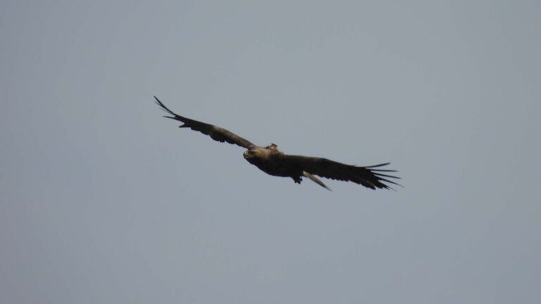 [Aggregator] Downloaded image for imported item #163441