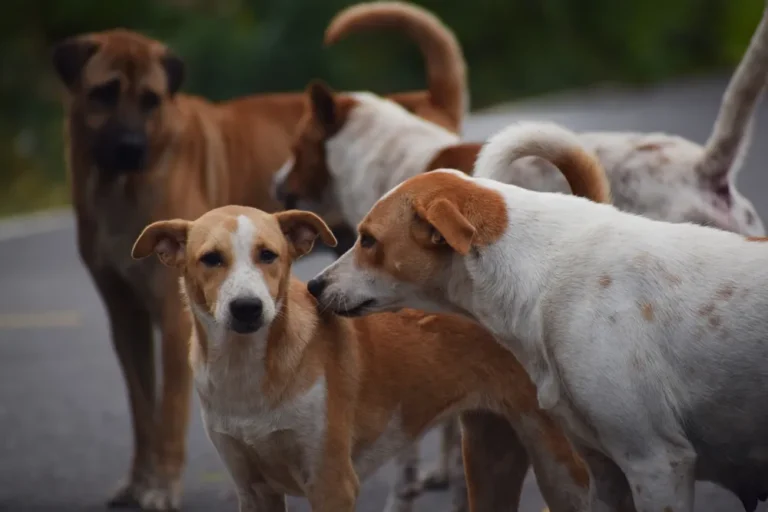 [Aggregator] Downloaded image for imported item #165224