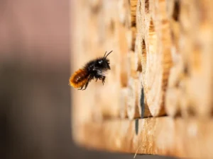 [Aggregator] Downloaded image for imported item #167951