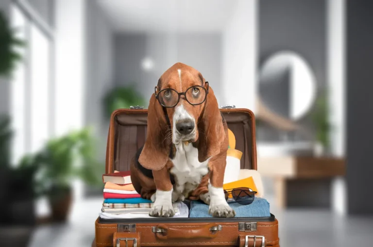 [Aggregator] Downloaded image for imported item #160034