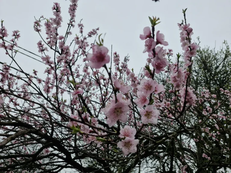 [Aggregator] Downloaded image for imported item #162623