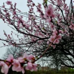 [Aggregator] Downloaded image for imported item #164683