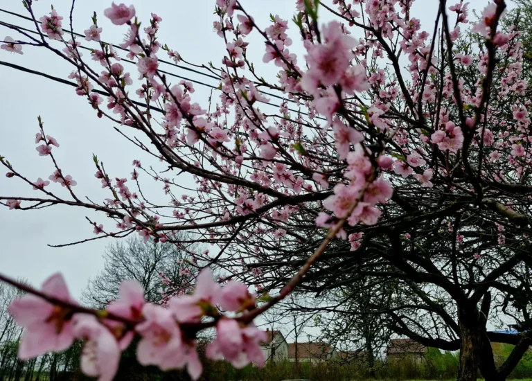 [Aggregator] Downloaded image for imported item #160393