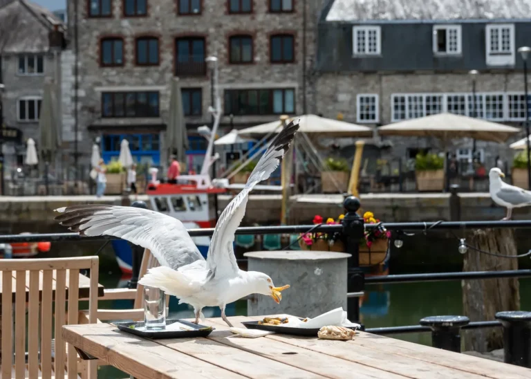 [Aggregator] Downloaded image for imported item #160108