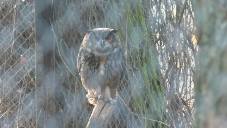 [Aggregator] Downloaded image for imported item #161522