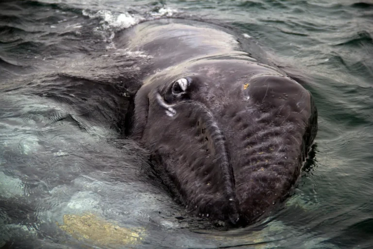 [Aggregator] Downloaded image for imported item #162378