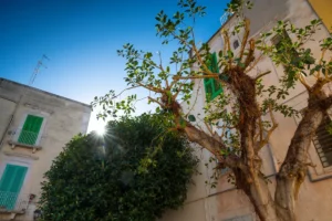 [Aggregator] Downloaded image for imported item #163183