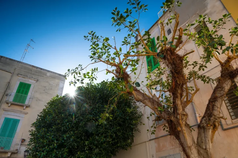 [Aggregator] Downloaded image for imported item #163183