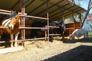 [Aggregator] Downloaded image for imported item #168397