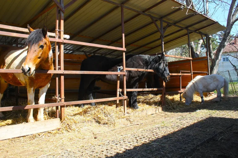 [Aggregator] Downloaded image for imported item #168397