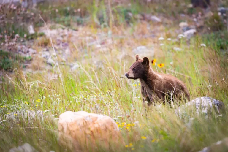 [Aggregator] Downloaded image for imported item #163643