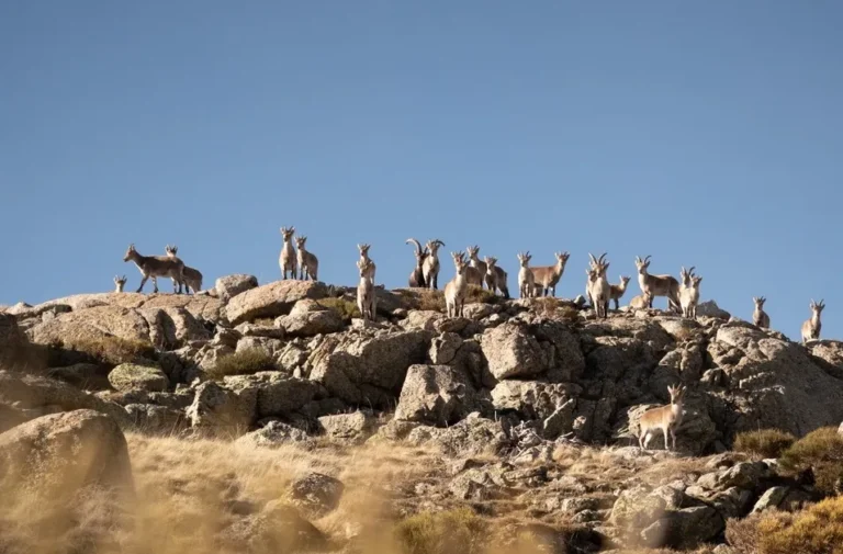 [Aggregator] Downloaded image for imported item #167335