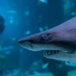 [Aggregator] Downloaded image for imported item #167108