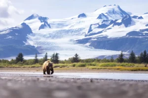 [Aggregator] Downloaded image for imported item #168415