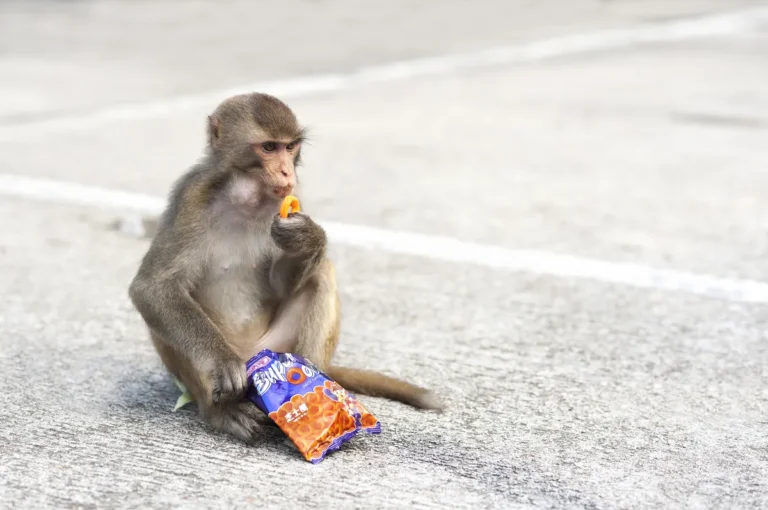 [Aggregator] Downloaded image for imported item #169960