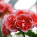 [Aggregator] Downloaded image for imported item #166460