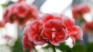 [Aggregator] Downloaded image for imported item #166460