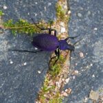 [Aggregator] Downloaded image for imported item #169219