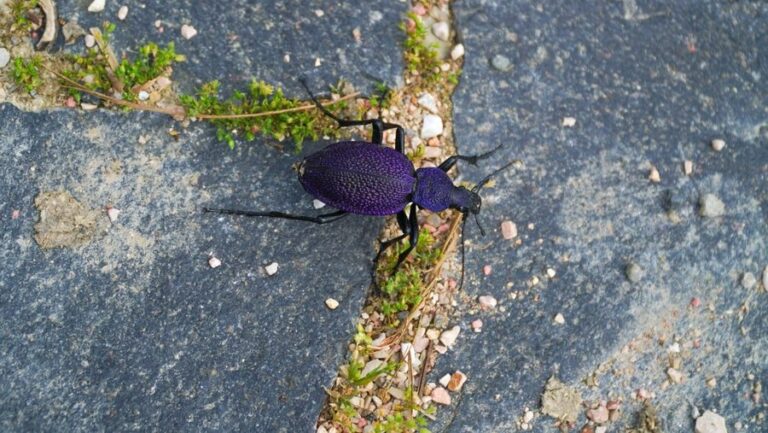 [Aggregator] Downloaded image for imported item #169219