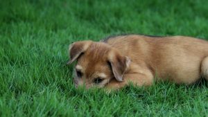 [Aggregator] Downloaded image for imported item #169101